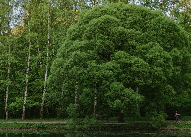 Что такое крупномер и почему приживаемость - главный риск